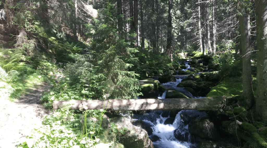 vrch Bystrá 2248 výstup cesta lesom